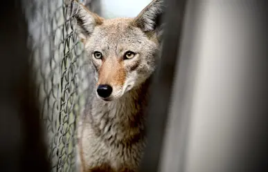Rescatan a coyote atrapado en colegio de Monterrey
