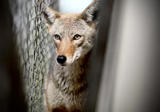 Rescatan a coyote atrapado en colegio de Monterrey
