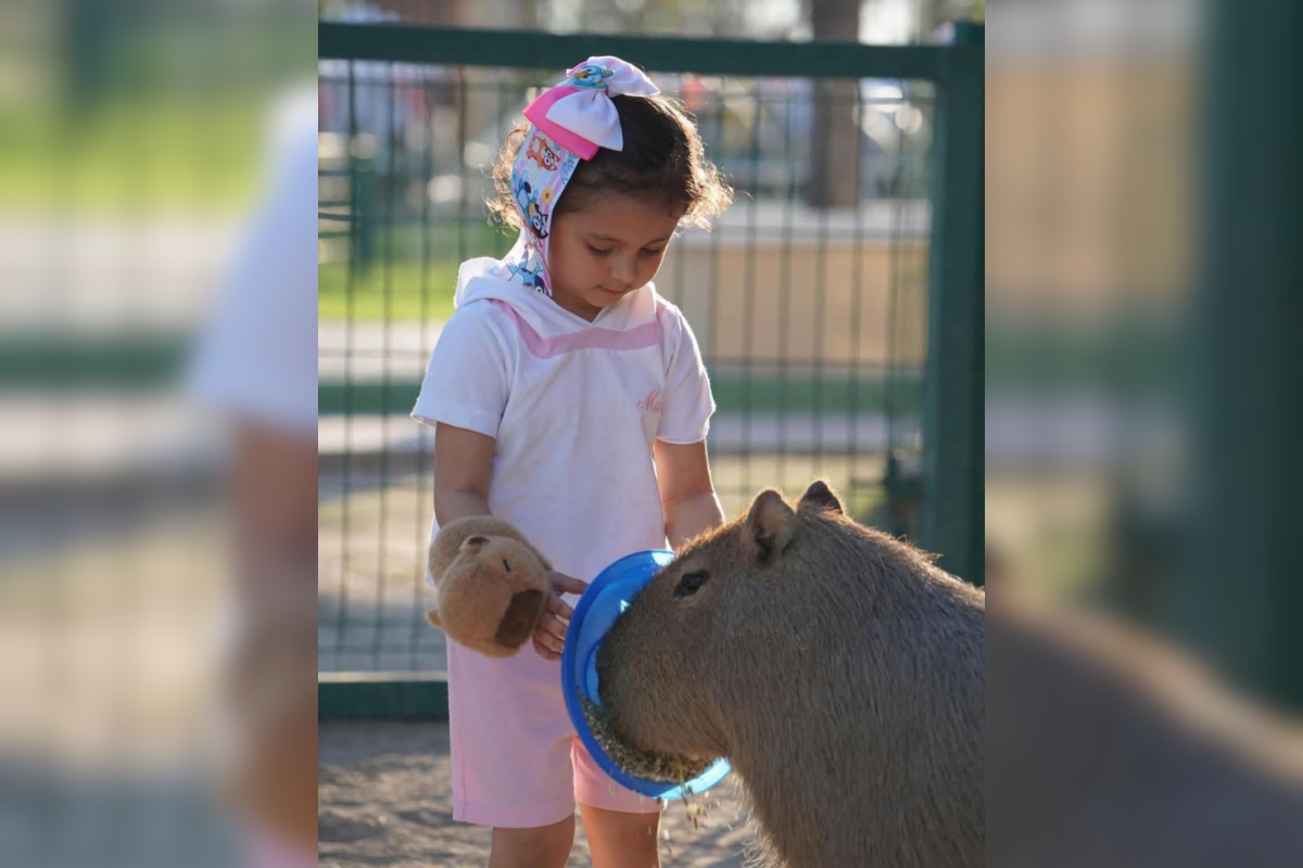 El capibara es considerado el roedor más grande del mundo. Foto: Victoria Jiménez