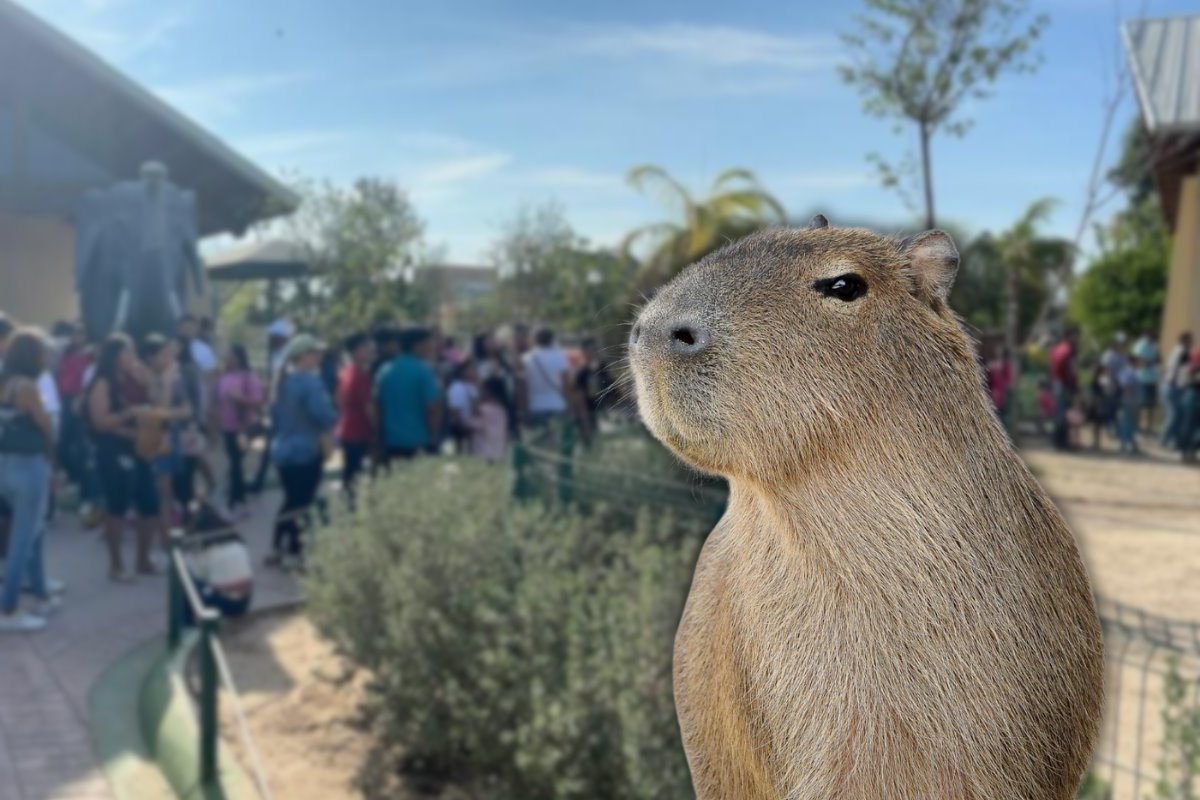 Los capibaras están en tendencia en redes sociales. Foto: Victoria Jiménez