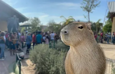 Conoce a las famosas capibaras del zoológico de Nuevo Laredo