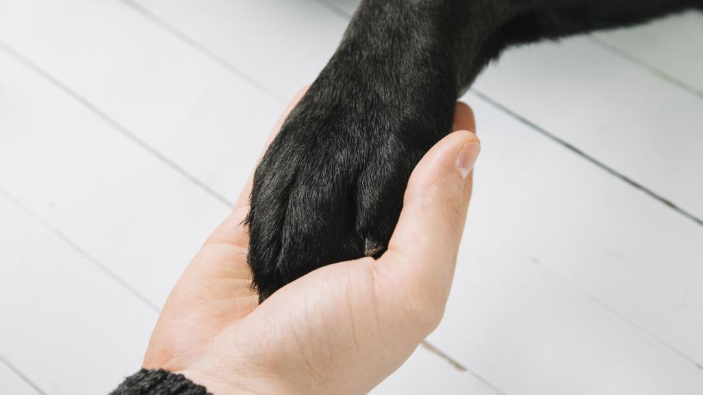 Este es el estado de salud de “Negrita”, la perrita atropellada en Kanasín