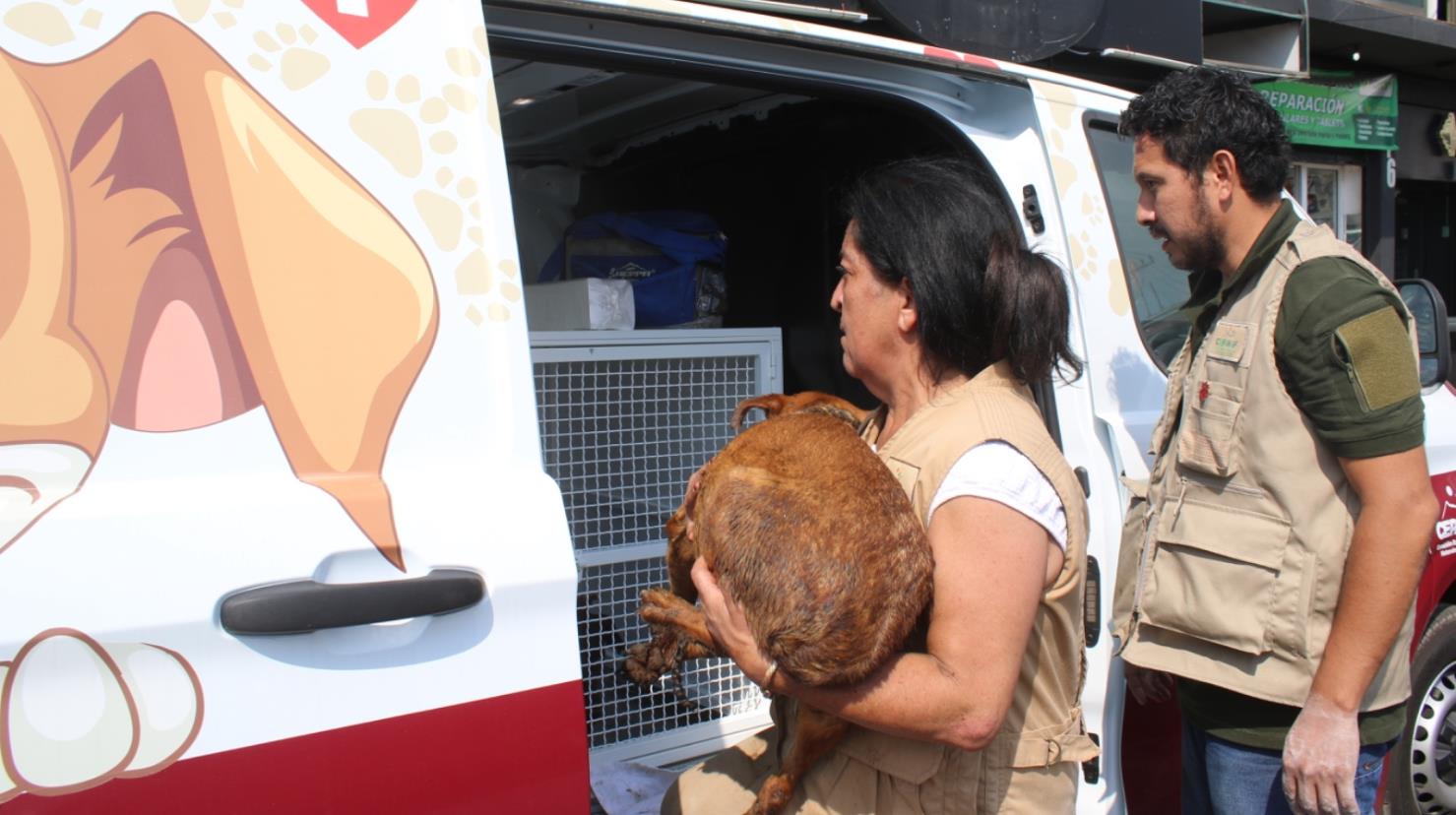 Los perros rescatados en Mexicaltzingo ahora reciben atención médica por parte de veterinarios profesionales. Imagen: GEM