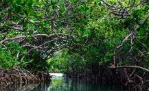 Ecocidios, sin freno en la Península de Yucatán