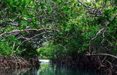 Ecocidios, sin freno en la Península de Yucatán