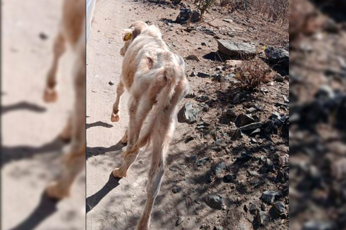 Ganado a muerto debido a la escasez de comida. Foto: Cortesía,