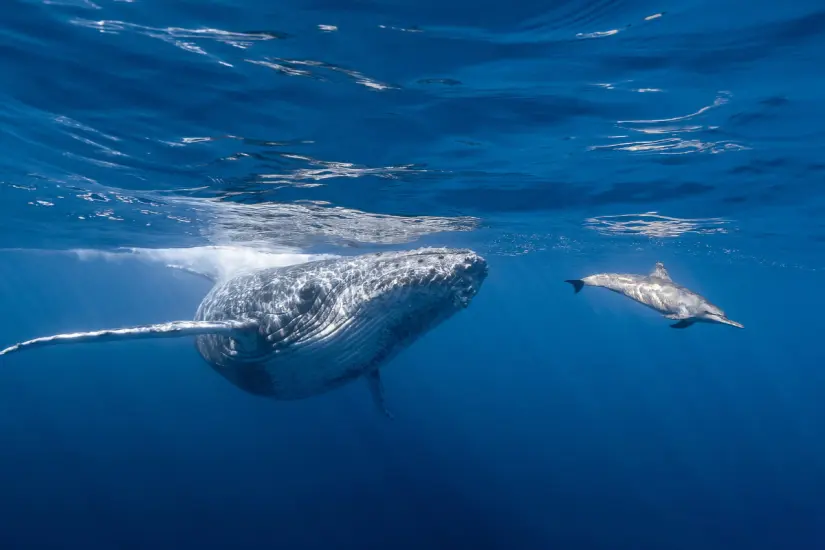 De llevar a cabo esta empresa, las ballenas sería una de las principales especies afectadas. Foto: Canva.