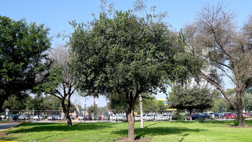 Estos son los beneficios del Anacua, árbol nativo de Nuevo León