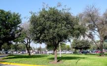 Estos son los beneficios del Anacua, árbol nativo de Nuevo León