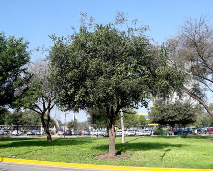 Estos son los beneficios del Anacua, árbol nativo de Nuevo León