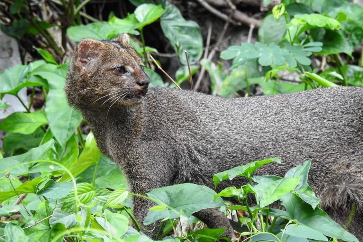 Onza, leoncillo o jaguarundi. Foto: Axel Hassel