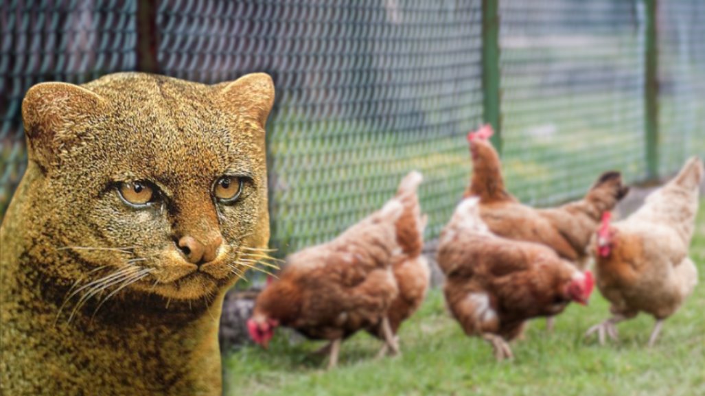 Aumentan ataques de felinos a aves de corral en Altamira, ¿representan algún peligro para las personas?