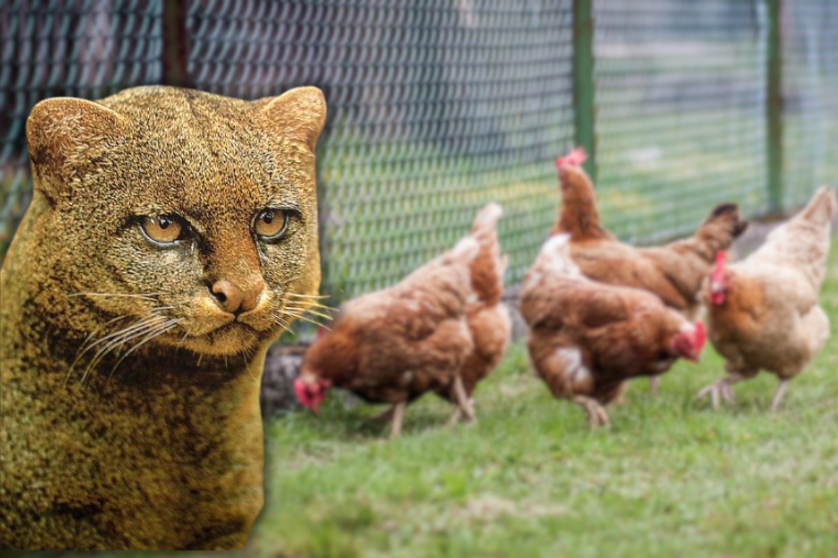 Aunque este tipo de felinos es común en la región, los ataques a aves de corral y ganado menor se han incrementado en Altamira. Foto: Axel Hassel