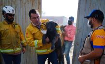 Rescatan animales y avanzan en la liquidación de incendios en García