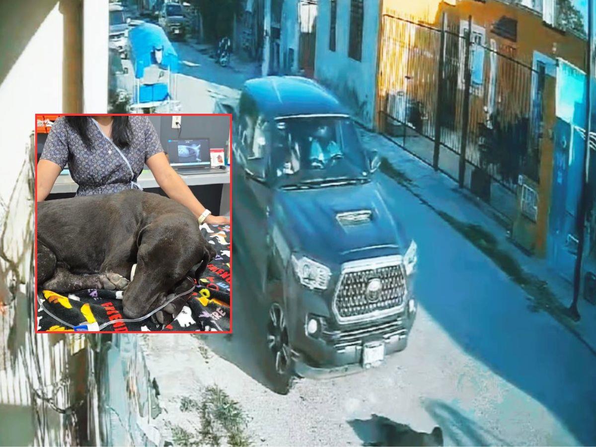 La perrita “Negrita” se encuentra estable  tras sufrir un accidente en el que una camioneta le paso encima varias veces. El responsable fue despedido de su trabajo tras lo ocurrido el 2 de marzo.- Fuente redes sociales