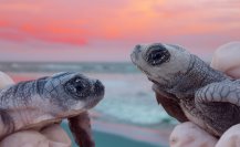 3 Actividades humanas que ponen en riesgo a las tortugas marinas en BCS