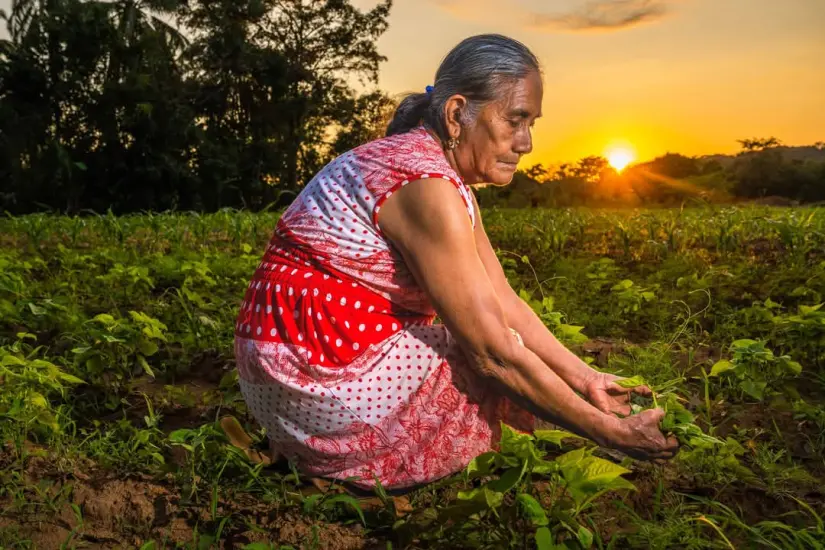 Productores del Campo. FOTO|Secretaría de Agricultura