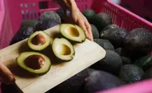 Aguacate en Coahuila un pilar para Sabinas, ¿por qué? 