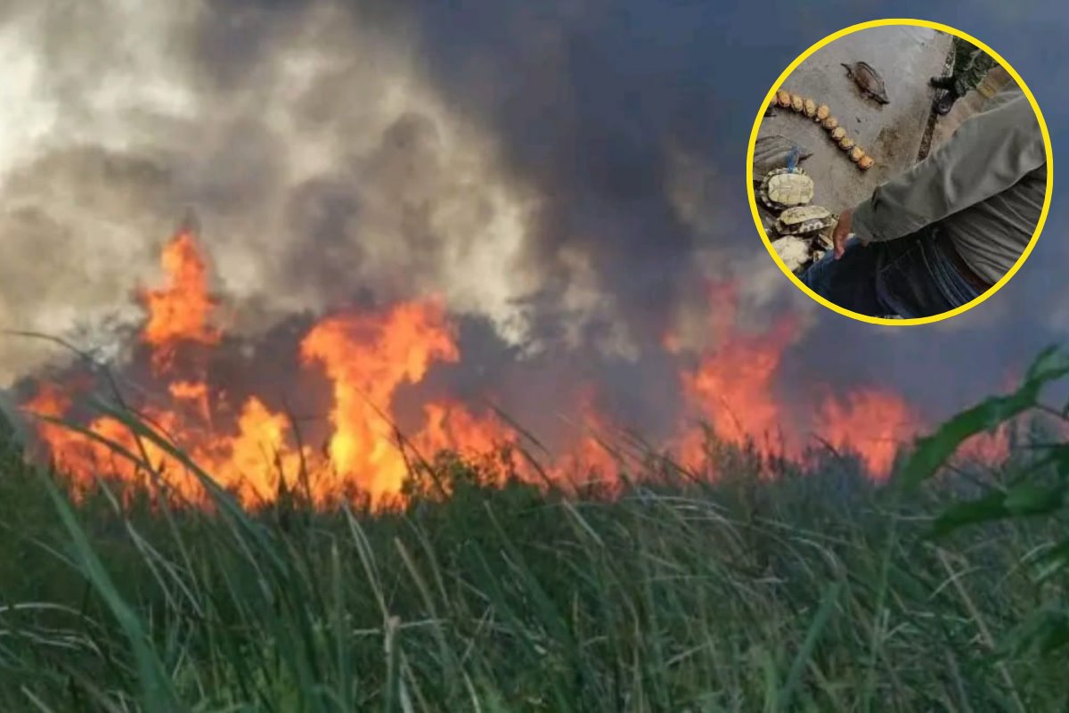 Los cazadores furtivos recurren al fuego para obligar a salir a las tortugas, cocodrilos y venados ante la falta de permisos para su cacería. Foto: Armando de la Rosa|Profepa