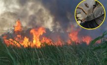 Cazadores furtivos provocan incendios en Tabasco