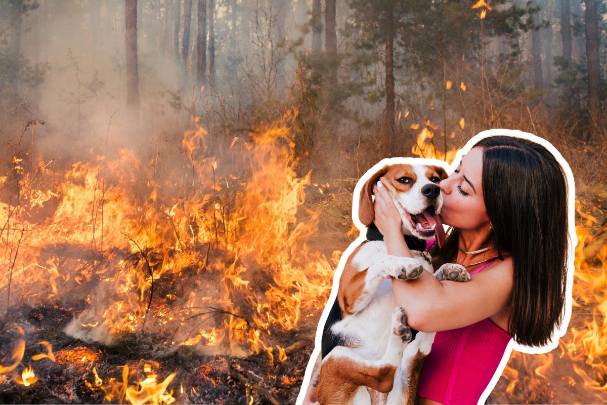 La prevención es clave cuando se trata de proteger a tu mascota en caso de un incendio. Foto: Canva