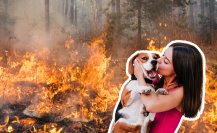 Conoce el kit de supervivencia para proteger a tu mascota en caso de un incendio