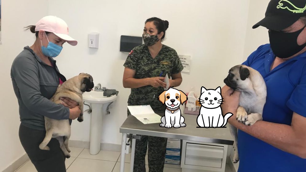 La esterilización de gatos y perros es un medida responsable. Foto: Hospital Veterinario/ Canva