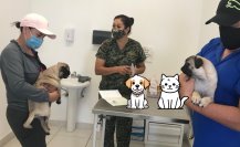 Esterilización de perros y gatos en Durango; esta es la dinámica para los interesados