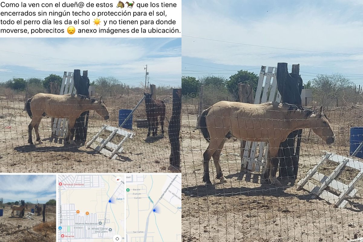 Denuncian maltrato animal: caballos bajo el sol todo el día - POSTA México