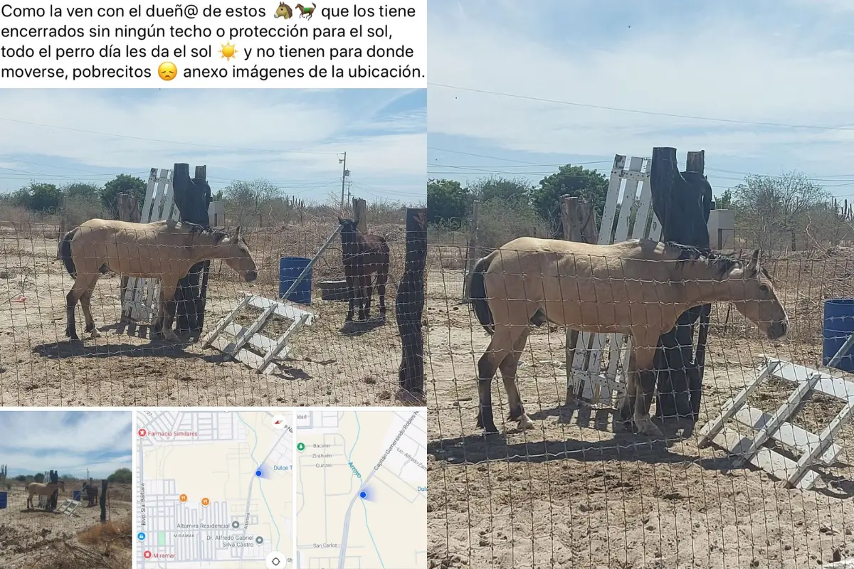 Caso de maltrato animal exhibido en redes sociales. Foto: Canva.