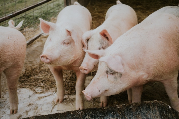 La ganadería comprende actividades de cría, cuidado, reproducción, engorda y uso de ganado bovino, porcino, ovino, caprino y aves de corral, así como el aprovechamiento de colmenas y la cría de équidos, pavos y conejos, entre otras especies. Foto: Freepik