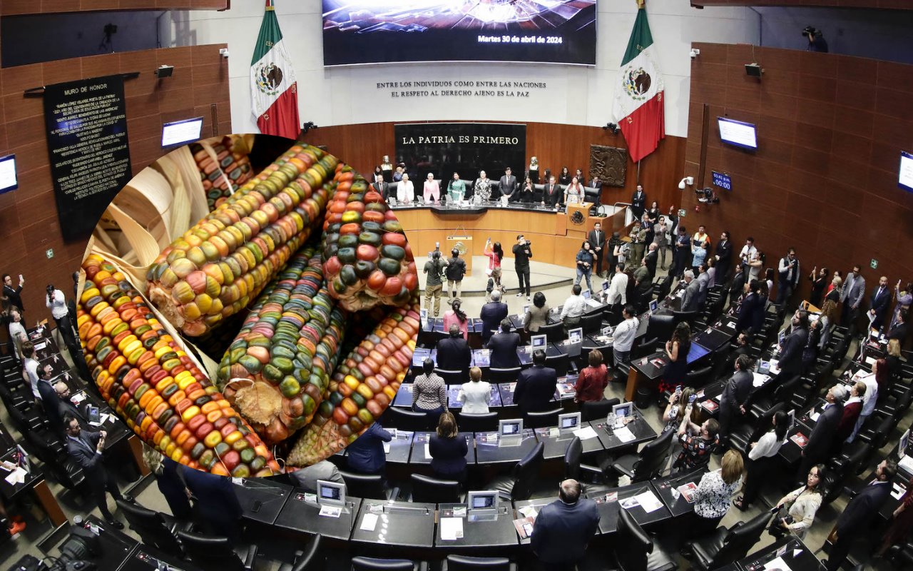 Maíz y Pleno del Senado de la República. Foto: Canva / Coordinación de Comunicación Social del Senado