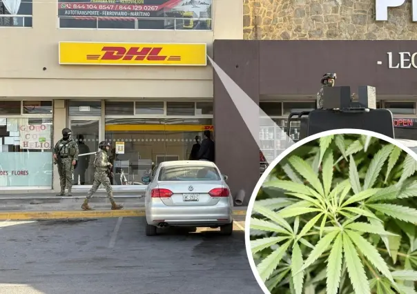 Encuentran marihuana en paquetes de DHL Saltillo