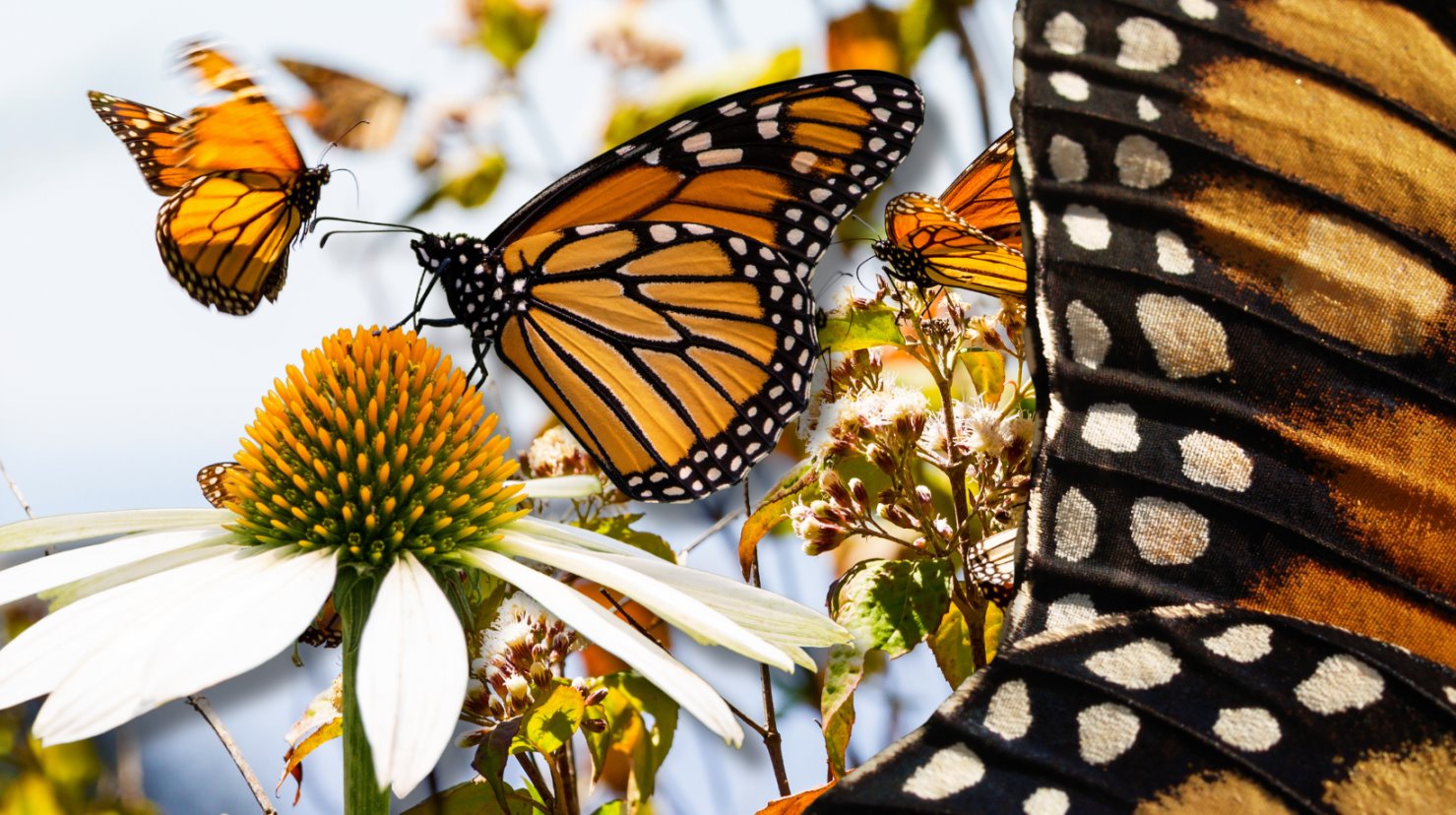 Mariposa monarca, animal migrante que recorre México, EU y Canadá. Foto: Canva.