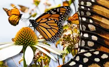 ¡La más bella! Mariposa monarca: animal migrante que recorre México, Estados Unidos y Canadá