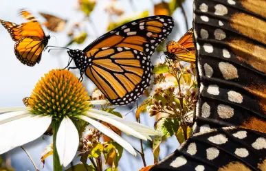 ¡La más bella! Mariposa monarca: animal migrante que recorre México, Estados Unidos y Canadá