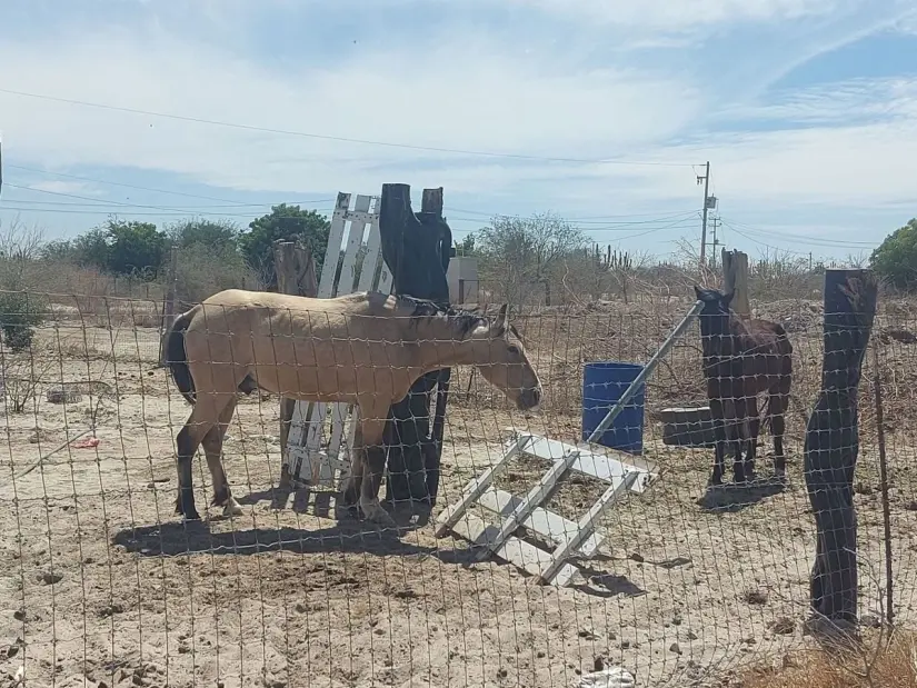 Caballos sufriendo de maltrato animal en La Paz. Foto: Facebook Aarón De La Peña.