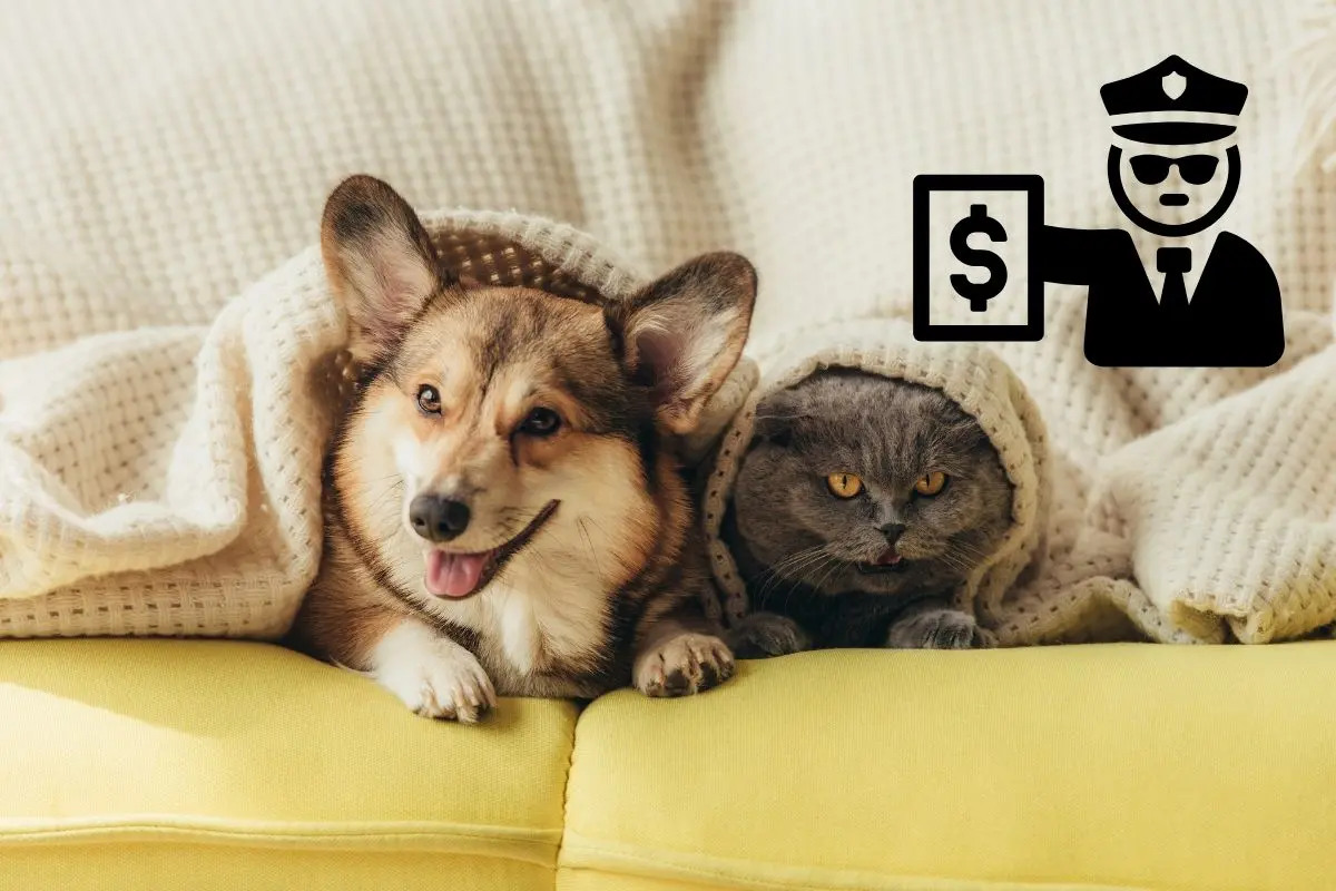 Perro y gato en un sillón, multa I Foto: Canva