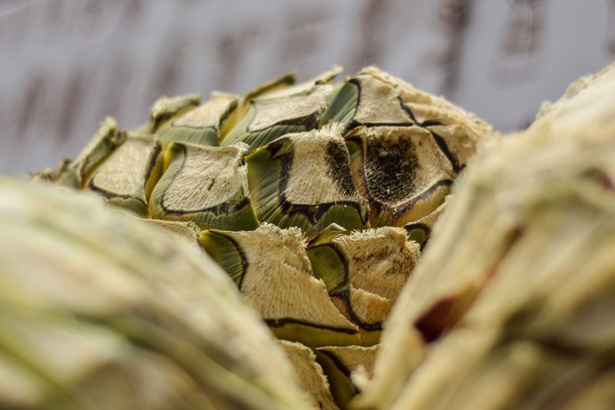 El mezcal poblano tiene sabores únicos gracias a la variedad de agaves cultivados en la región Mixteca. Créditos: POSTA México/Carlos Moreno. 