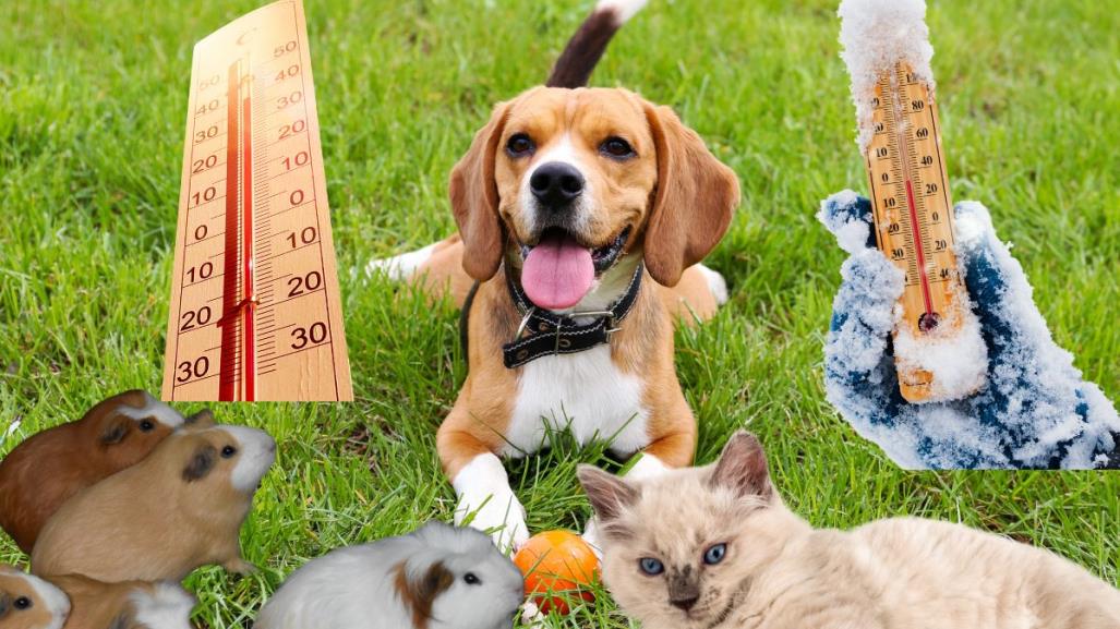 El impacto del clima en la salud de las mascotas: conoce los principales riesgos