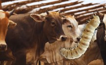 ¿Qué es el gusano barrenador y por qué amenaza al ganado en Yucatán?