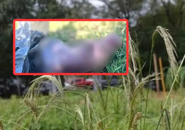 Abandonan cuerpo de bebé recién nacido en Zinacantepec; perros devoran el cadáver