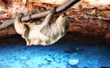 ¿Dónde está el cenote de Yucatán en el que hallaron restos de un perezoso gigante?