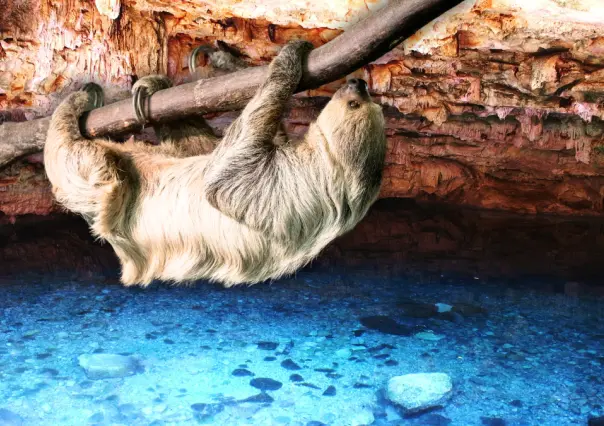 ¿Dónde está el cenote de Yucatán en el que hallaron restos de un perezoso gigante?