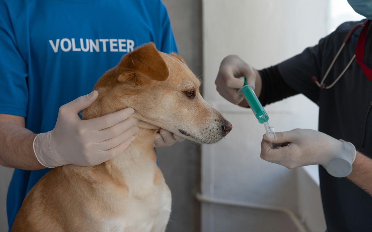 Vacunación de perro. Foto: Cortesía