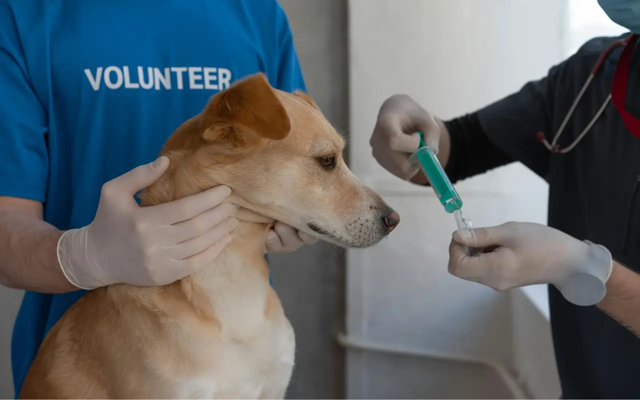 Vacunación de perro. Foto: Cortesía