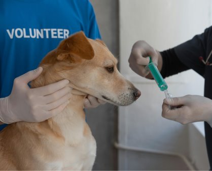 Denuncian supuesto envenenamiento masivo de perros en Chimalhuacán, Edomex