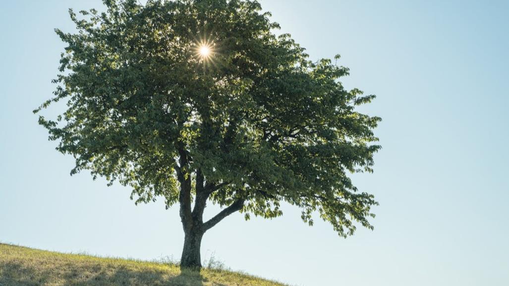 Esta es la funcionalidad del Olmo, árbol nativo de Nuevo León