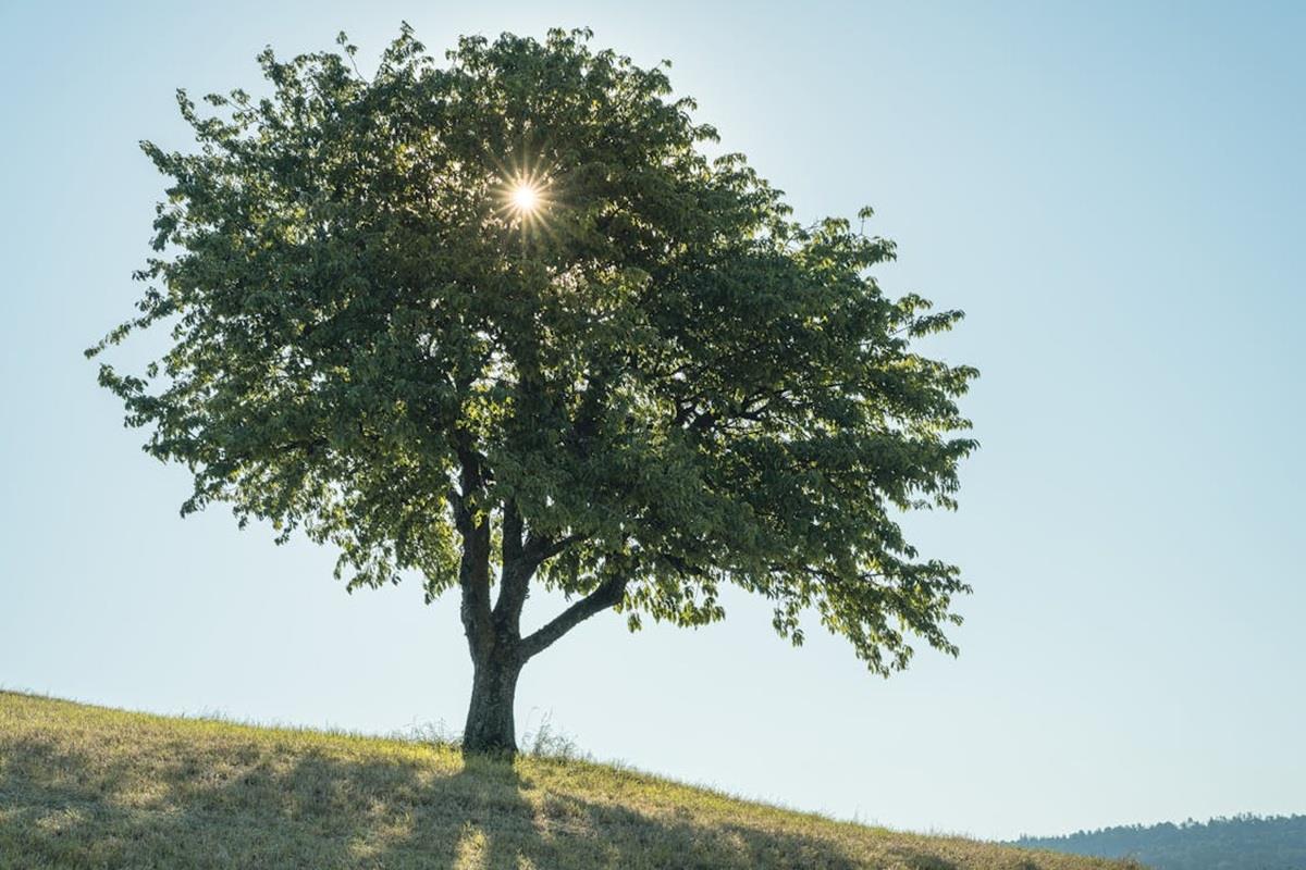 El olmo sigue siendo un elemento clave en la biodiversidad del noreste de México. Foto: Pexels