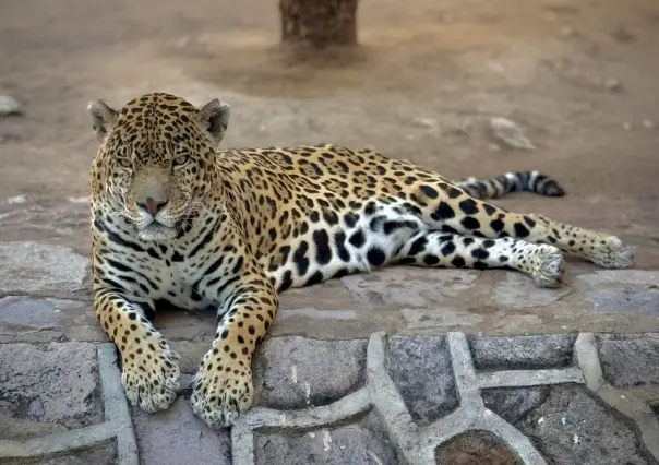 Contará el Zoológico Sahuatoba con visitas guiadas educativas